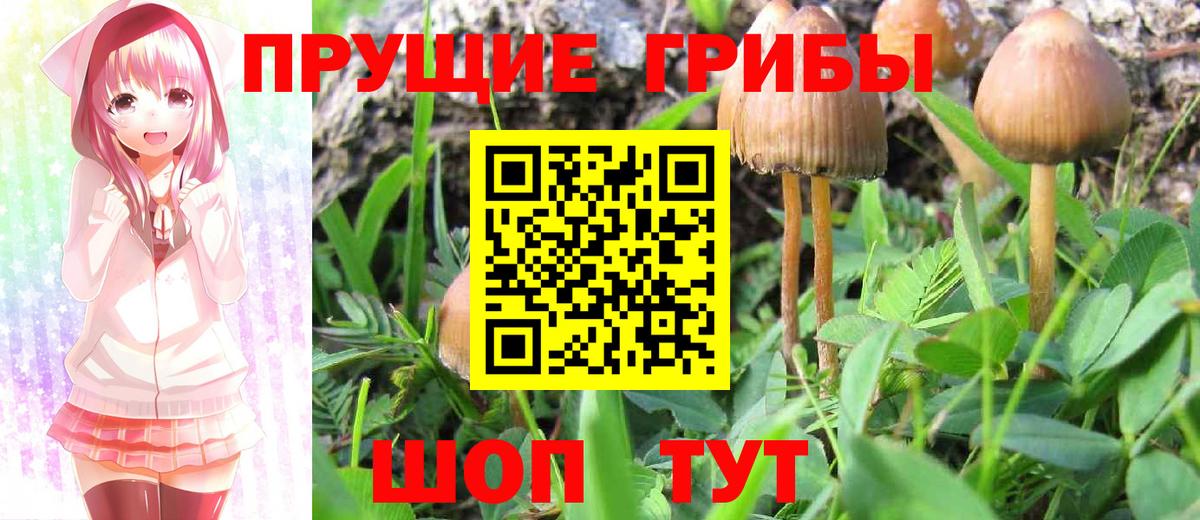 Псилоцибиновые грибы GOLDEN TEACHER Муром